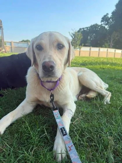 An adult medium-sized female Labrador Retriever dog named Mylee for adoption in Malvern, PA