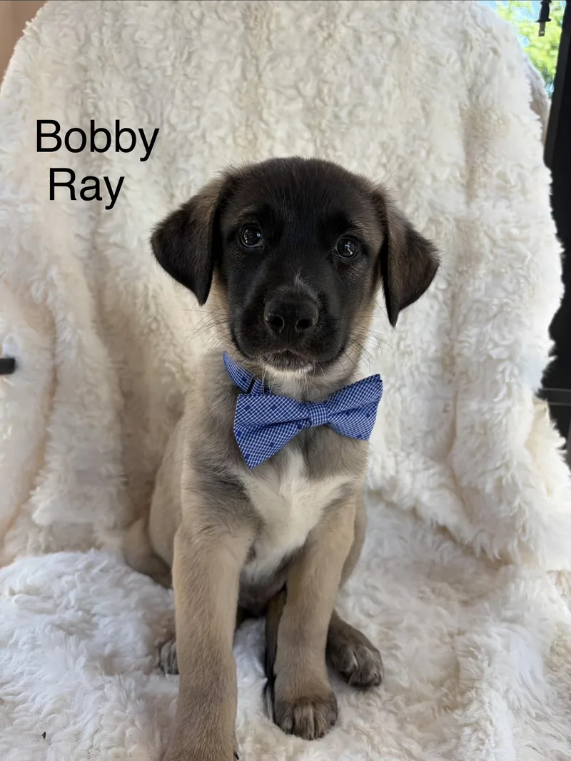 Bobby Ray thumbnail 4