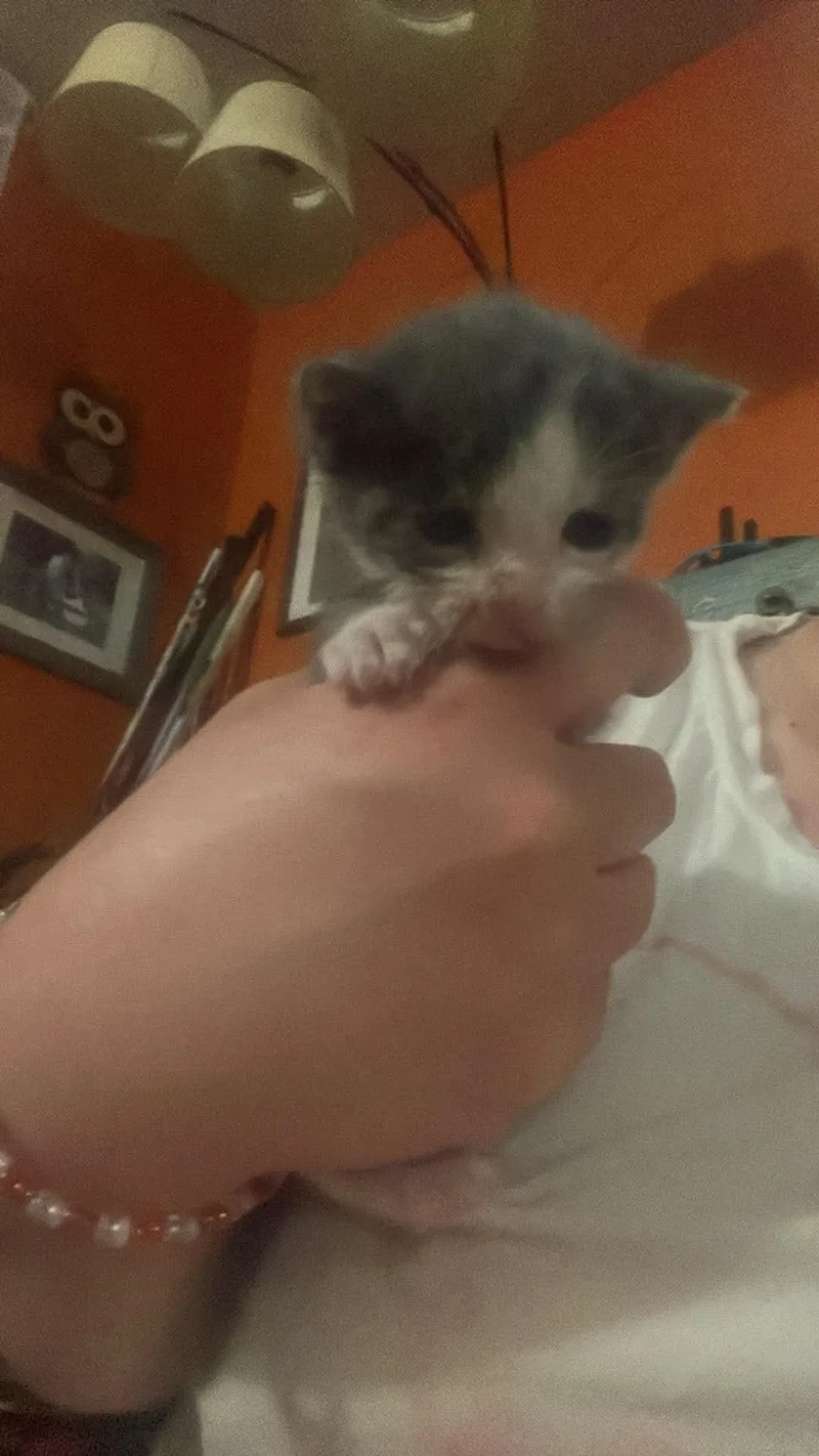 A baby small-sized female Domestic Short Hair cat named Mila for adoption in Crookston, MN