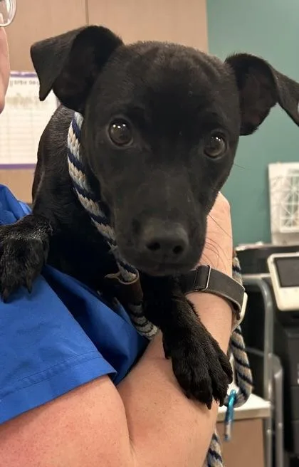A young small-sized male Patterdale Terrier / Fell Terrier dog named Jax for adoption in Fishers, IN