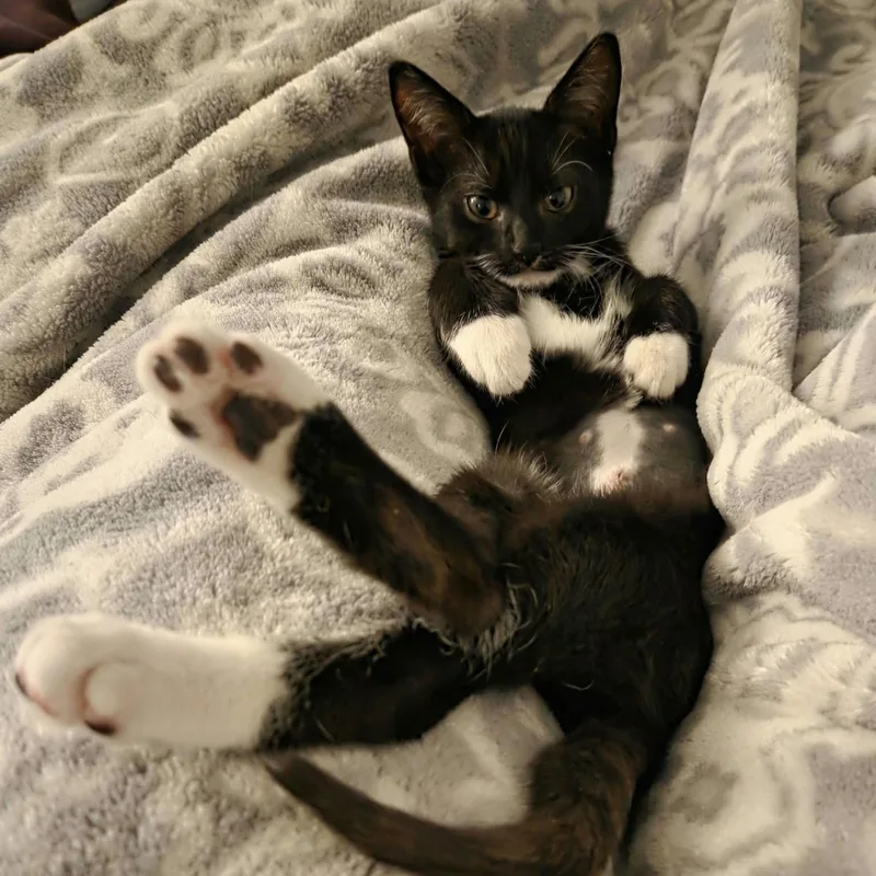 A baby medium-sized female Black & White / Tuxedo Tuxedo cat named Venus for adoption in Harrisburg, PA