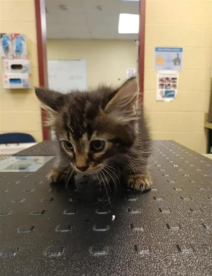 A baby small-sized male Domestic Short Hair cat named Simon for adoption in Independence, MO