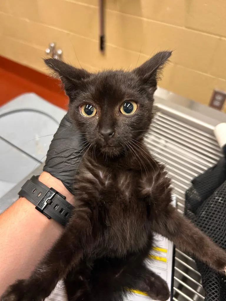 A baby small-sized male Domestic Short Hair cat named Mystic for adoption in Douglasville, GA