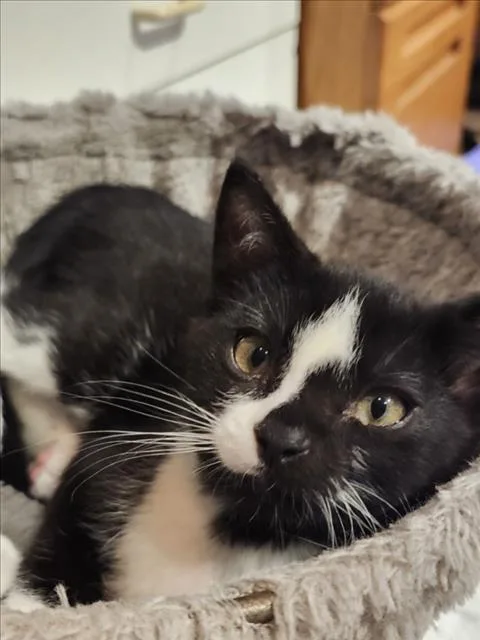 A baby small-sized male Domestic Short Hair cat named Sam Carmichael for adoption in Chapel Hill, NC