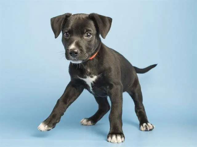 A baby small-sized male Pit Bull Terrier dog named Sammy for adoption in Phoenix, AZ