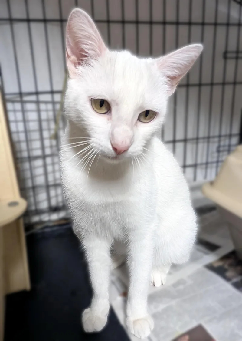 A young medium-sized female White Domestic Short Hair cat named Pearl for adoption in Davis, CA