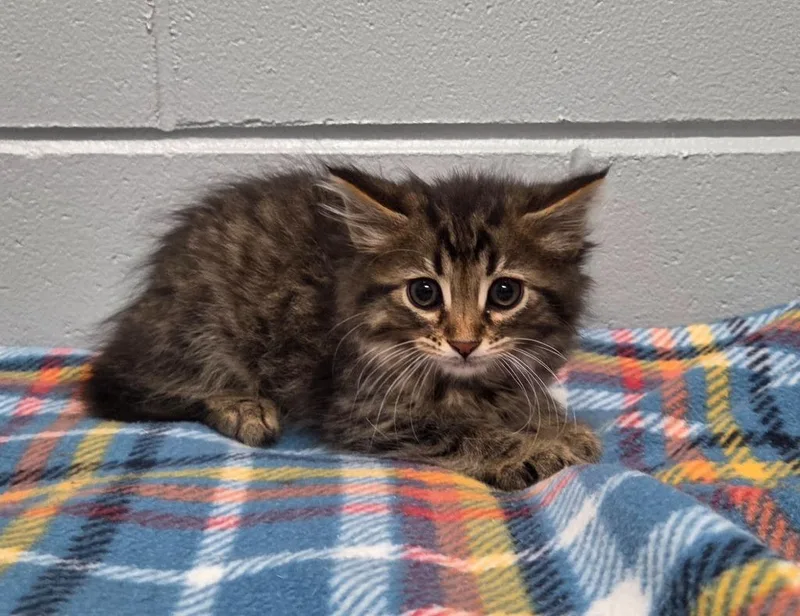 A baby small-sized male Domestic Long Hair cat named Topaz for adoption in Muskegon, MI