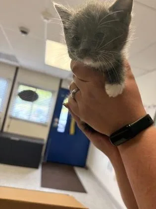 A baby small-sized female Domestic Medium Hair cat named Theodora for adoption in Bellevue, WA
