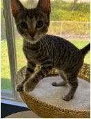 A baby small-sized male Domestic Short Hair cat named Minestrone for adoption in Mission Viejo, CA