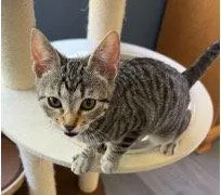 Minestrone thumbnail 3