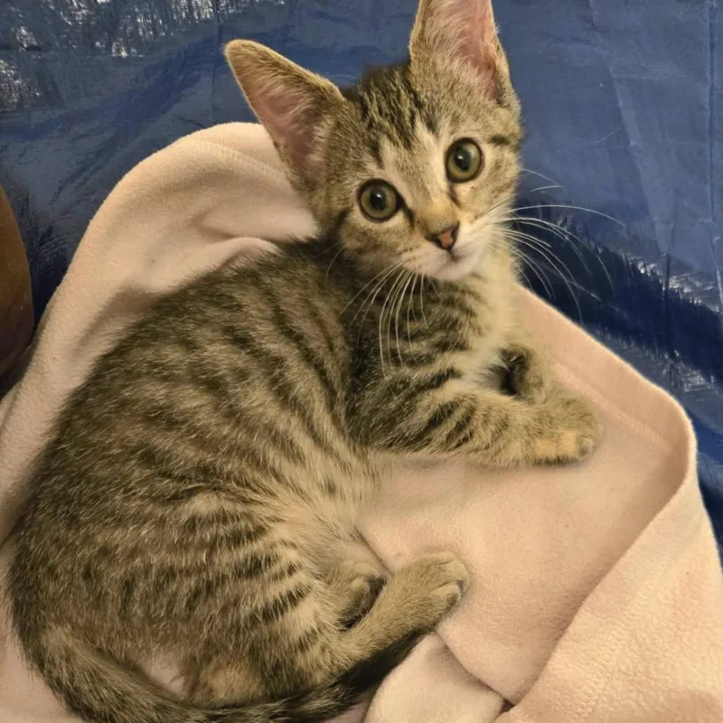 A baby small-sized female Brown / Chocolate Domestic Short Hair cat named Calliope for adoption in Belleville, IL
