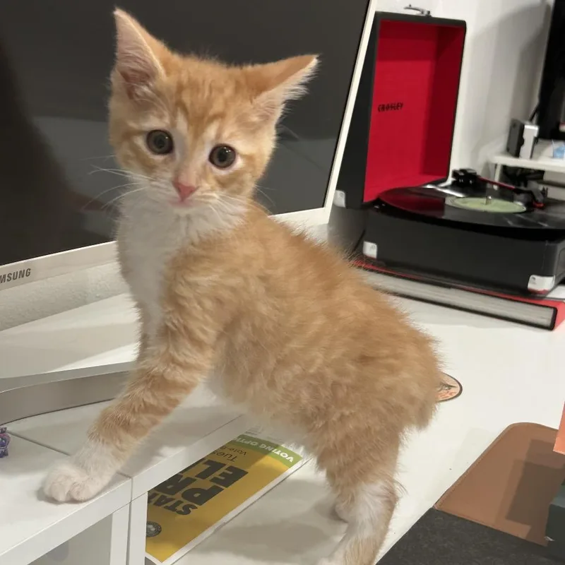 A baby small-sized male Orange / Red Domestic Short Hair cat named Peaches for adoption in Tustin, CA