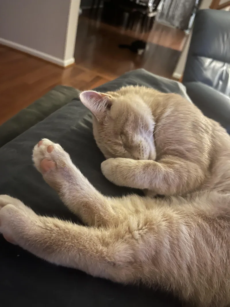 Honey Bun thumbnail 3