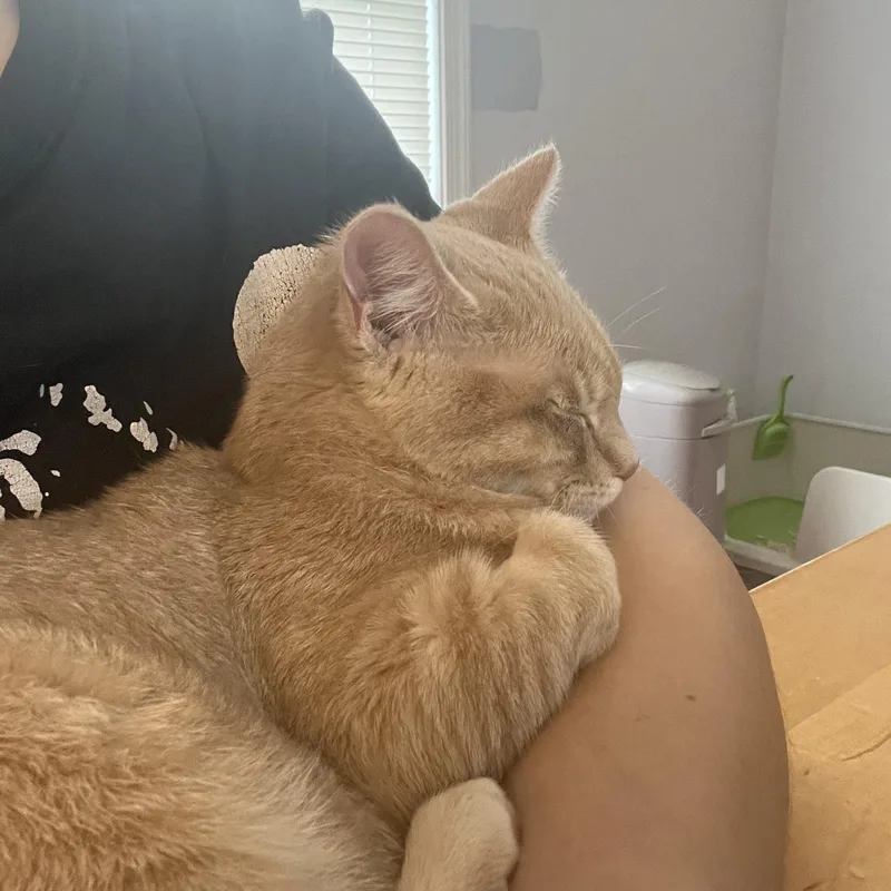 Honey Bun thumbnail 4