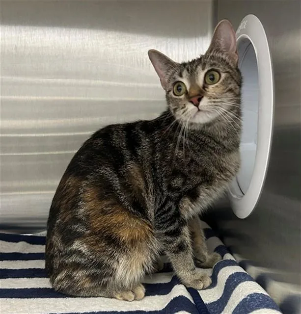 A young small-sized female Domestic Short Hair cat named Purse for adoption in Geneva, IL