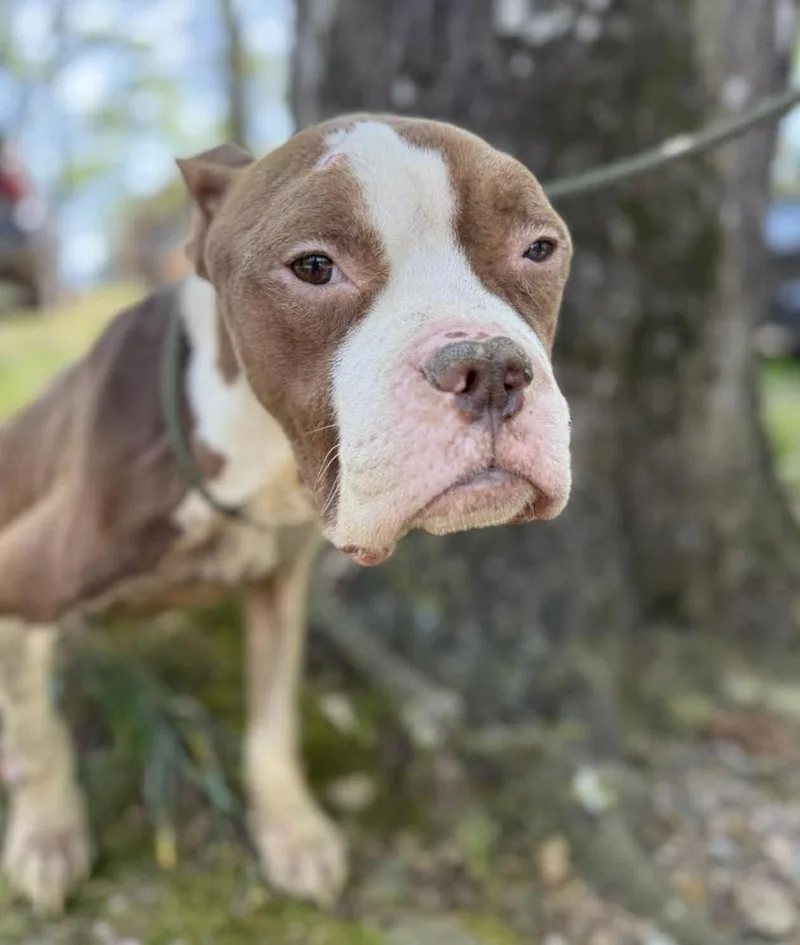 An adult medium-sized male American Staffordshire Terrier dog named Herman for adoption in Long Island City, NY
