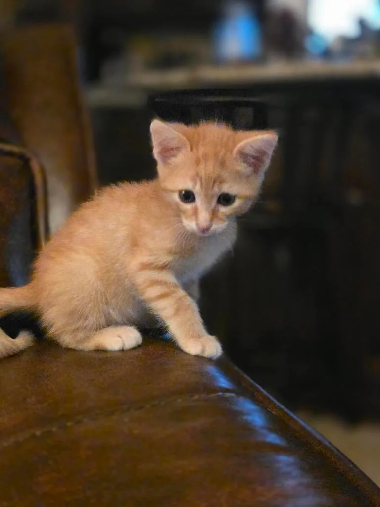 Cheeto