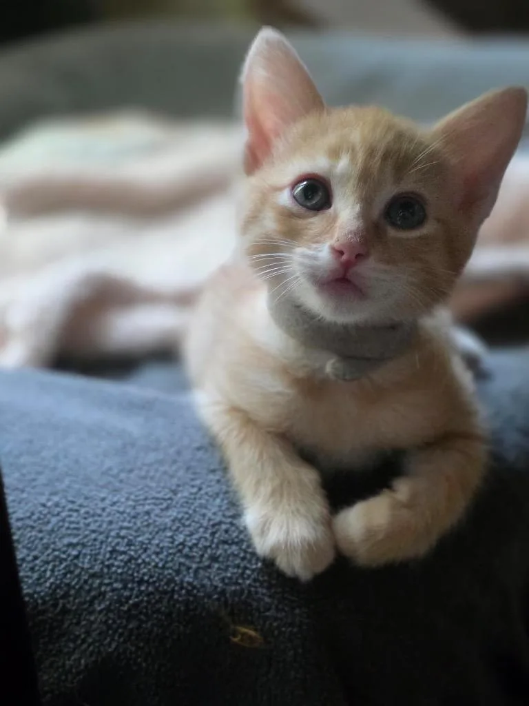Cheeto thumbnail 2