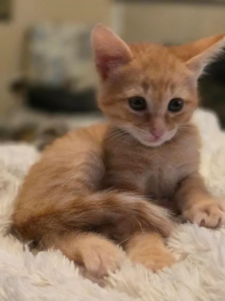 Cheeto thumbnail 3