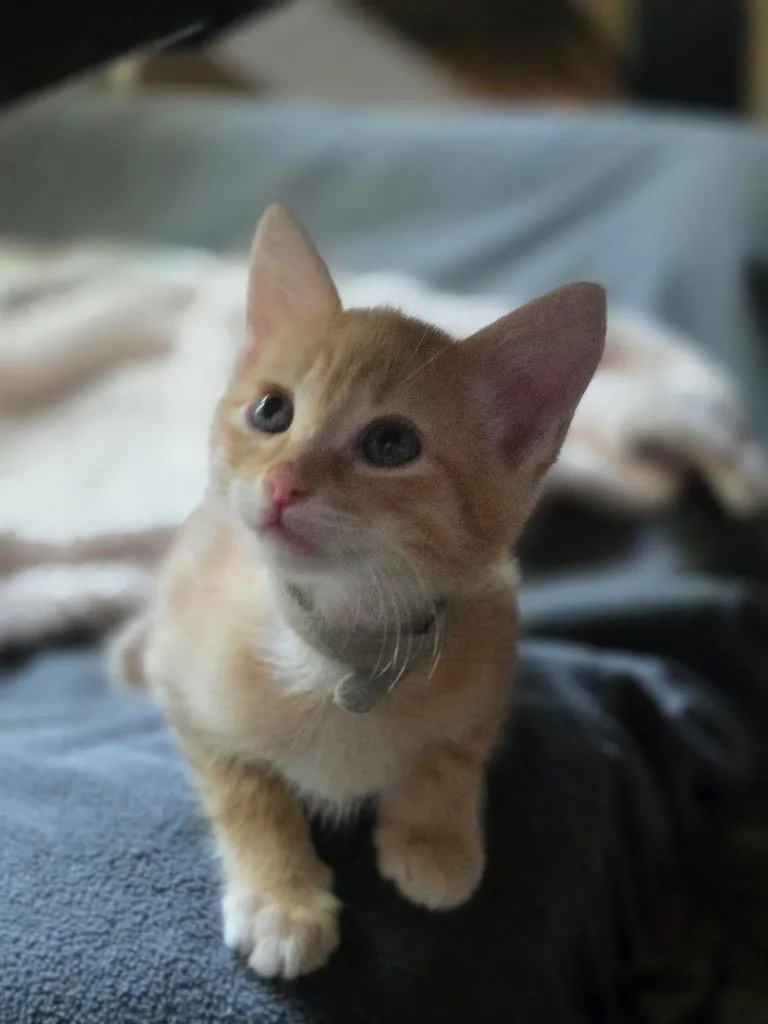 Cheeto thumbnail 4