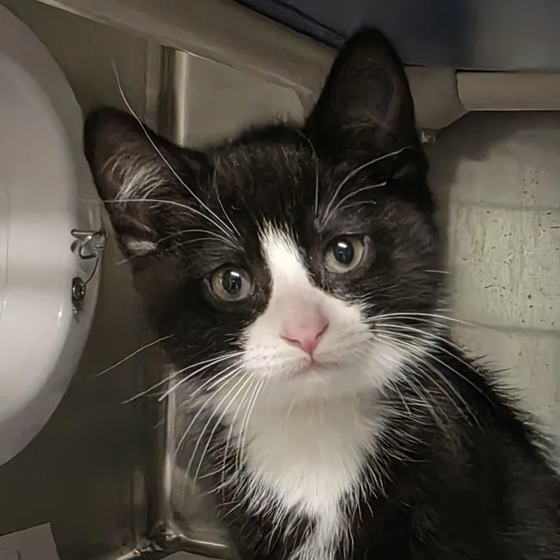 A baby small-sized male Domestic Medium Hair cat named Monarch Avail on  for adoption in Kennebunk, ME