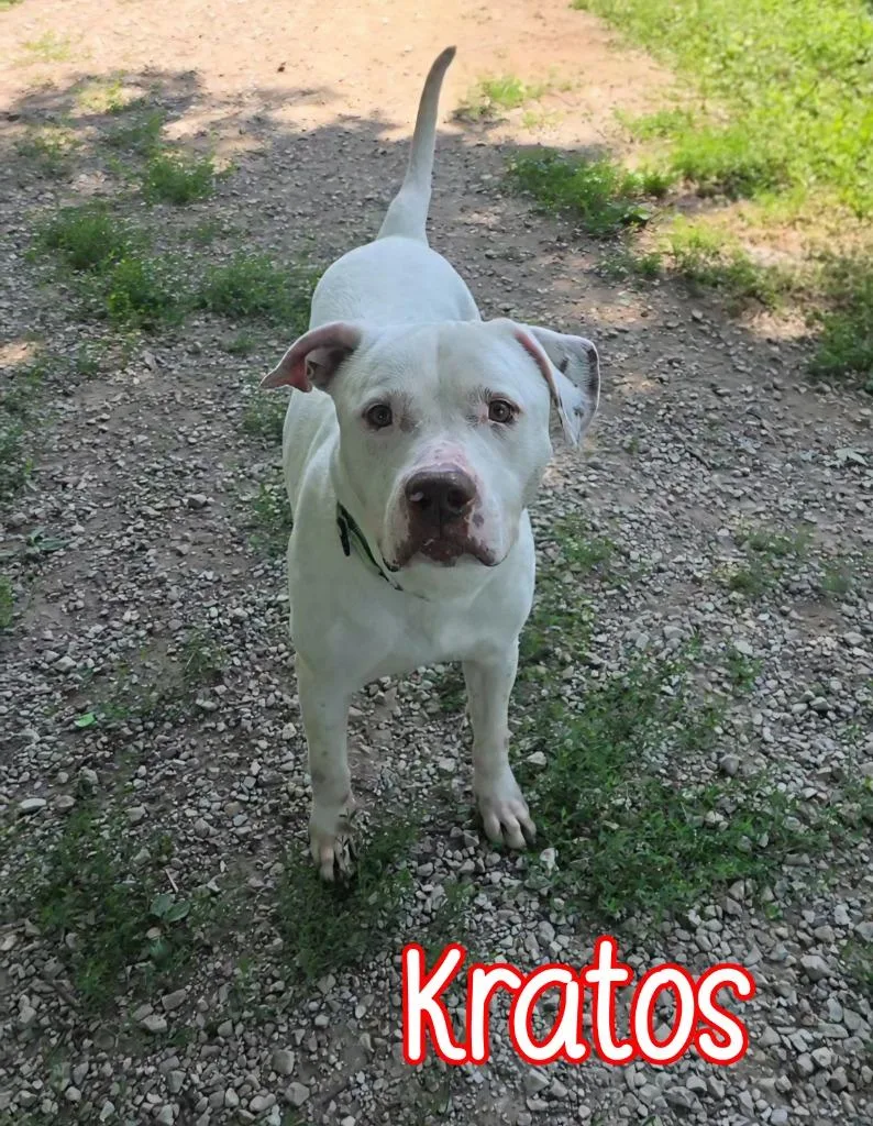 A young large-sized male Pit Bull Terrier dog named Kratos for adoption in Port Clinton, OH