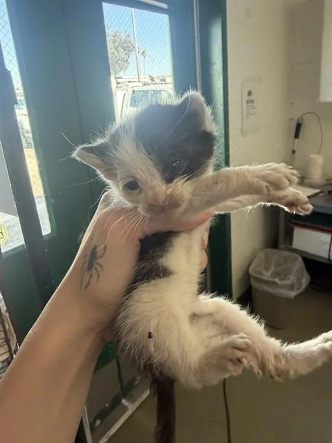 A baby small-sized male Domestic Short Hair cat named Leo for adoption in San Bernardino, CA