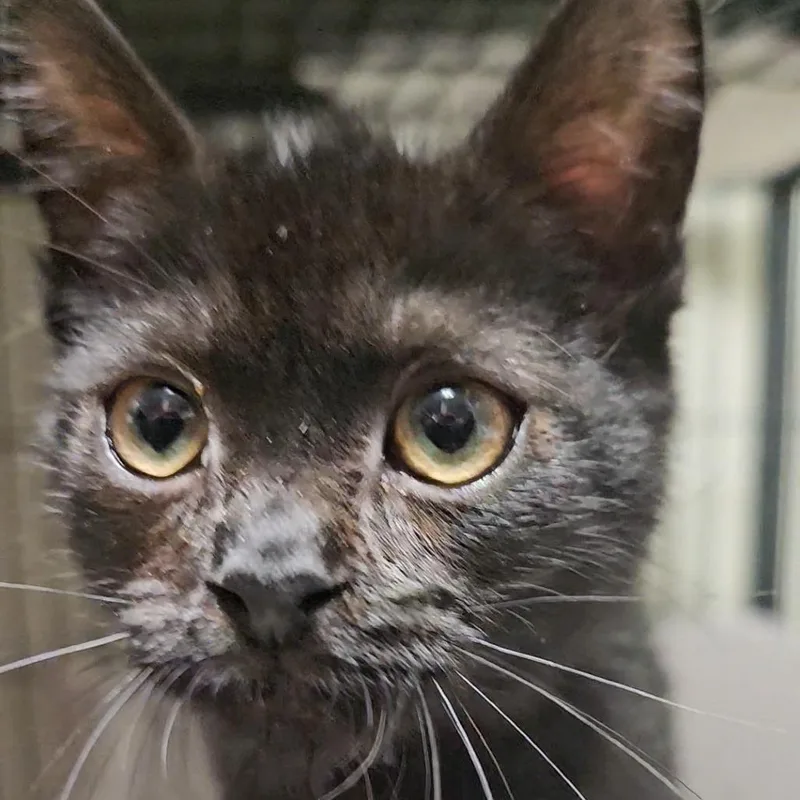A baby small-sized male Black Domestic Short Hair cat named Sycamore for adoption in Columbus, NC
