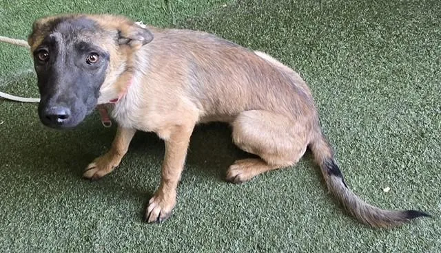 A baby small-sized female Belgian Shepherd / Malinois dog named Cleo for adoption in Lancaster, CA