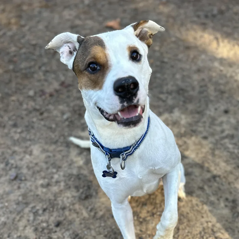 A young medium-sized male Brown / Chocolate Pit Bull Terrier dog named Yoda for adoption in Columbia, SC