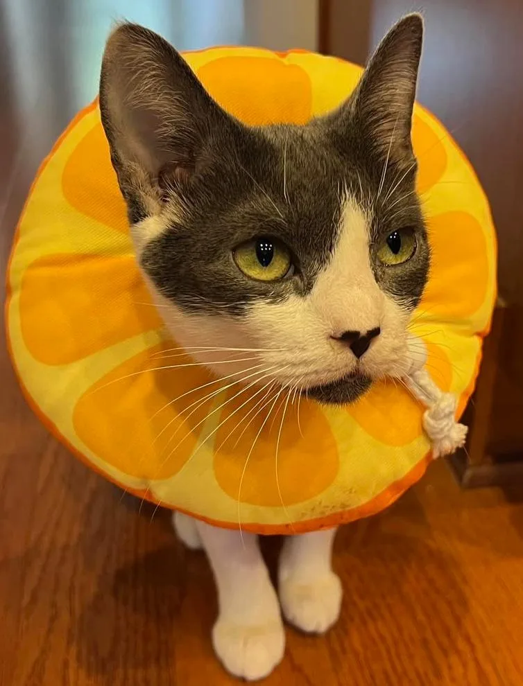 A young medium-sized female Gray & White Domestic Short Hair cat named Serena for adoption in Fort Mill, SC