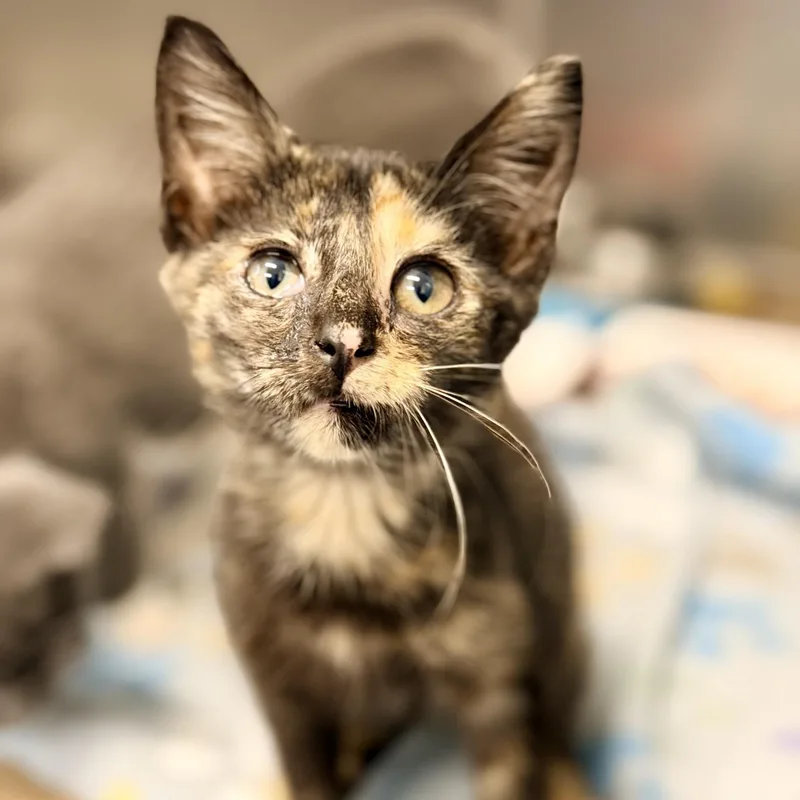 A baby medium-sized female Tortoiseshell Domestic Short Hair cat named Carrara for adoption in Jackson, NJ