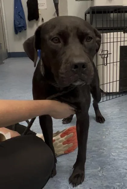 A young medium-sized female Black Mixed Breed dog named Gummy Bear for adoption in Charleston, SC