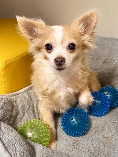 An adult small-sized female Yellow / Tan / Blond / Fawn Pomeranian dog named Tweety for adoption in Tifton, GA