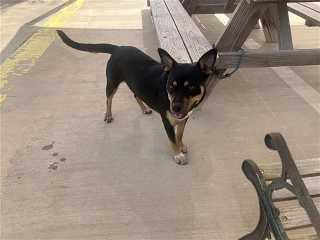 A young medium-sized female American Staffordshire Terrier dog named Reese for adoption in San Antonio, TX