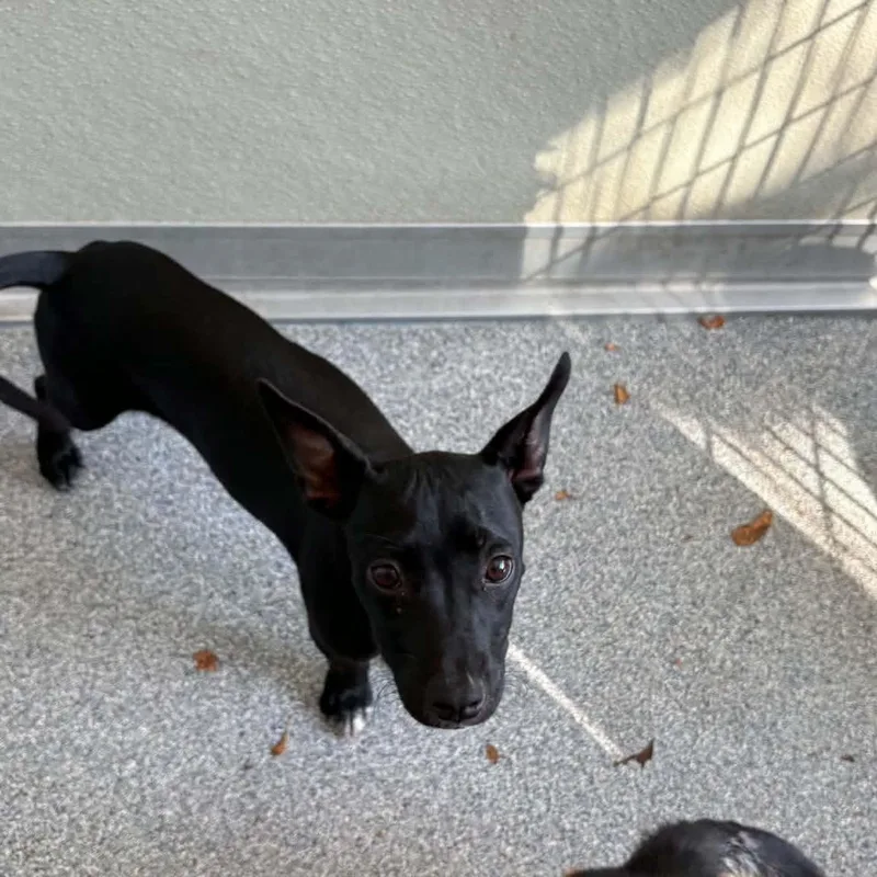 A baby small-sized female Black Terrier dog named Little Love for adoption in Ayden, NC