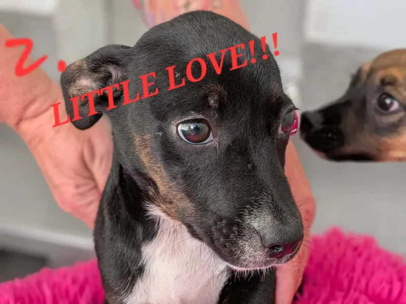 Little Love thumbnail 2