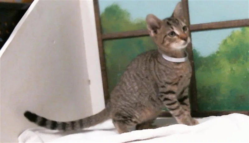 A baby small-sized male Domestic Short Hair cat named Hulu for adoption in Houston, TX