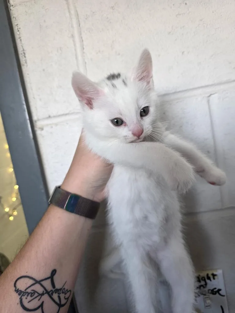 A baby small-sized male Domestic Short Hair cat named Aspen for adoption in Camden, TN