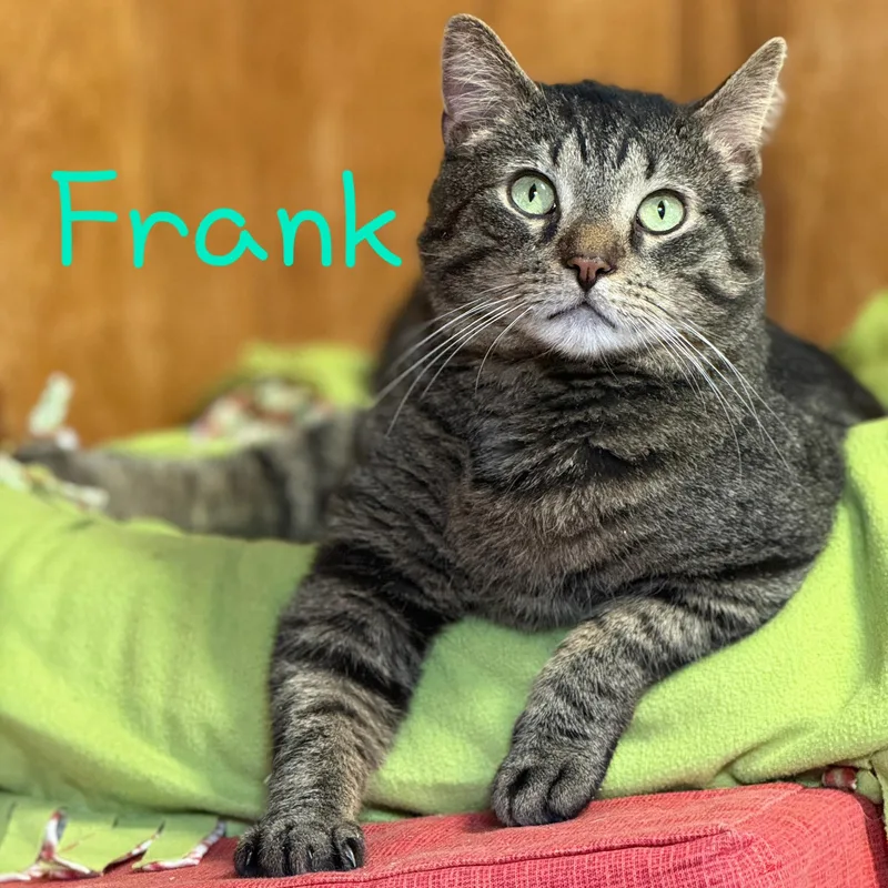 An adult large-sized male Tabby (Brown / Chocolate) Domestic Short Hair cat named Frank for adoption in Little Falls, NY