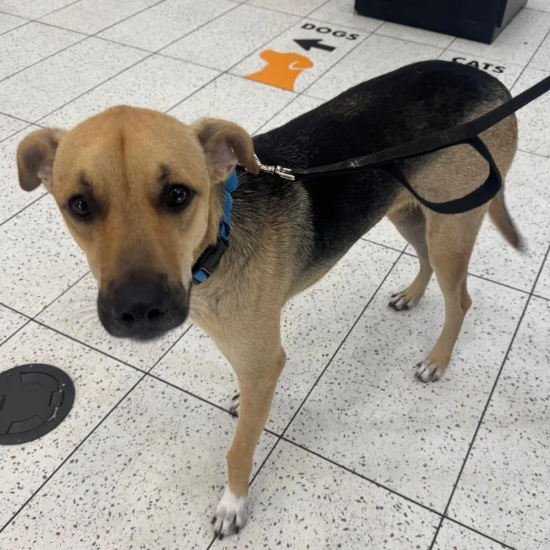 A young medium-sized male Black Mixed Breed dog named Buzz for adoption in West Palm Beach, FL
