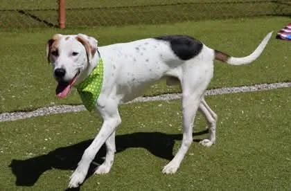 An adult large-sized male Hound dog named Mitchell Athens for adoption in Rockaway, NJ