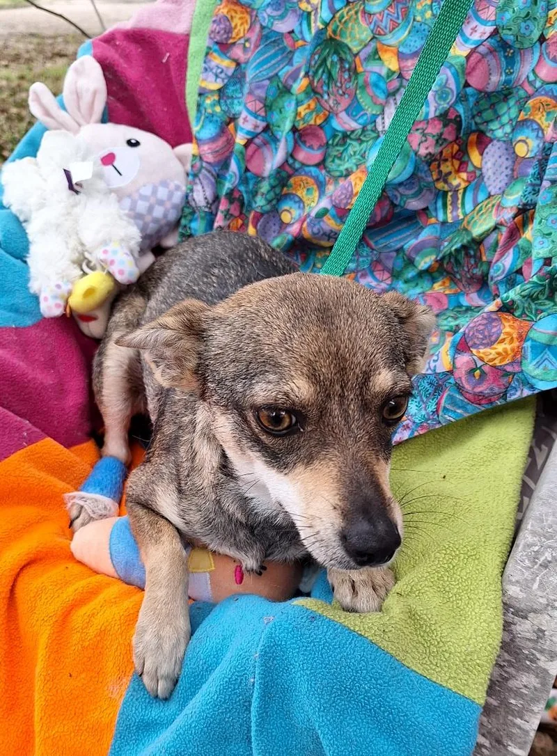 Sarese Mvt thumbnail 4