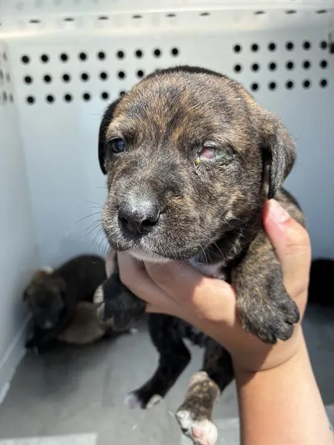 A baby small-sized female German Shepherd Dog dog named Mocha for adoption in Stockton, CA