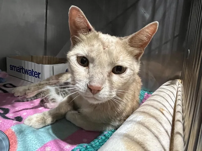 A young medium-sized female Domestic Short Hair cat named Josephine retired momma for adoption in Pierceton, IN