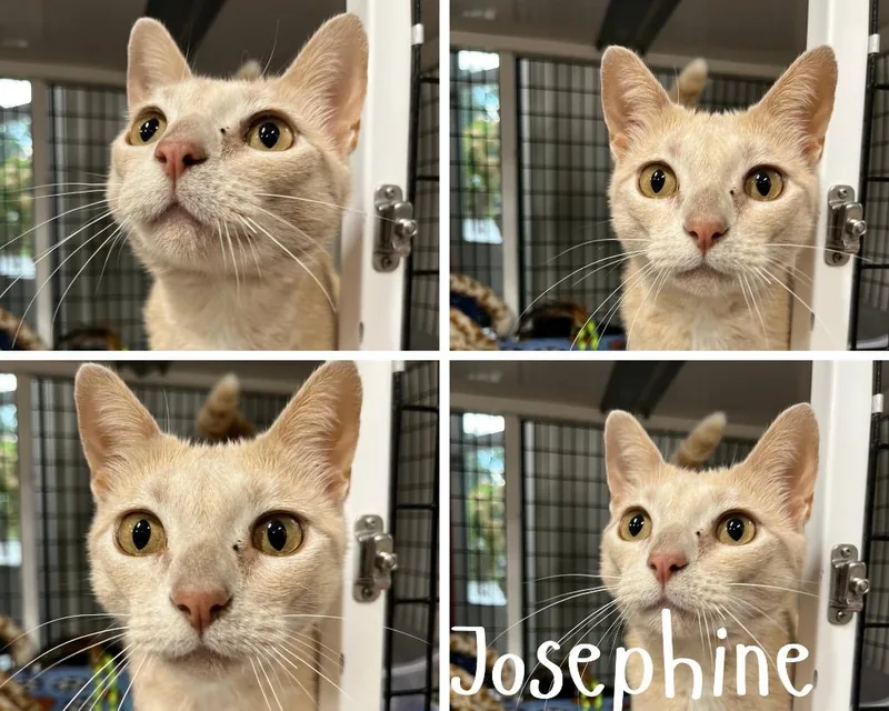 Josephine retired momma thumbnail 2