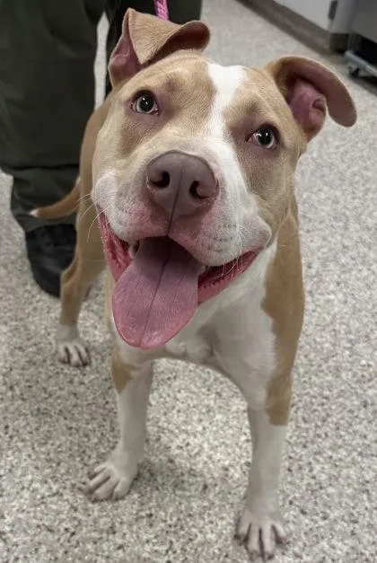 An adult large-sized male Terrier dog named R.d. for adoption in Gastonia, NC