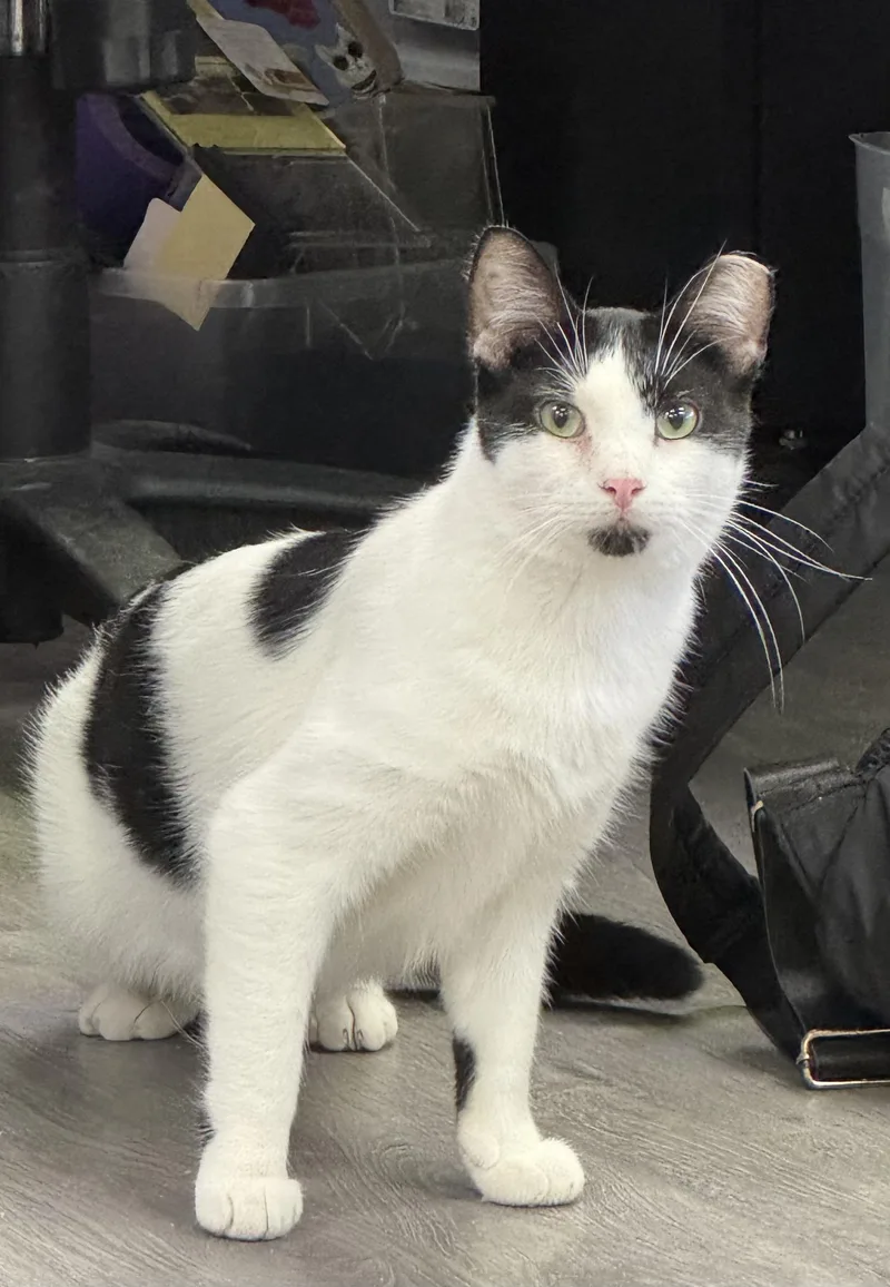 An adult medium-sized male Black & White / Tuxedo Domestic Short Hair cat named Tipper for adoption in Blaine, MN