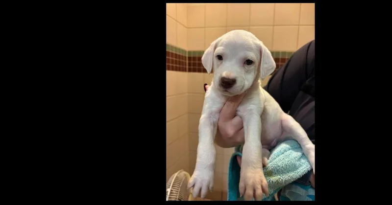 A baby small-sized female Pit Bull Terrier dog named Ted Lasso Litter: Alice for adoption in Dallas, TX