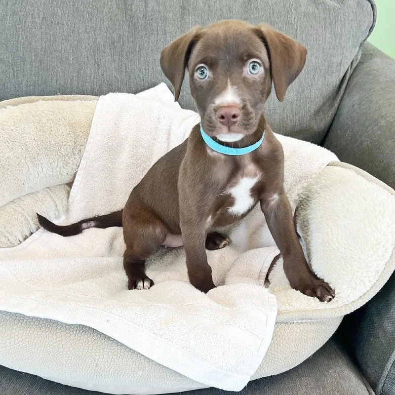 A baby medium-sized female Brown / Chocolate Labrador Retriever dog named Prudence for adoption in Flower Mound, TX